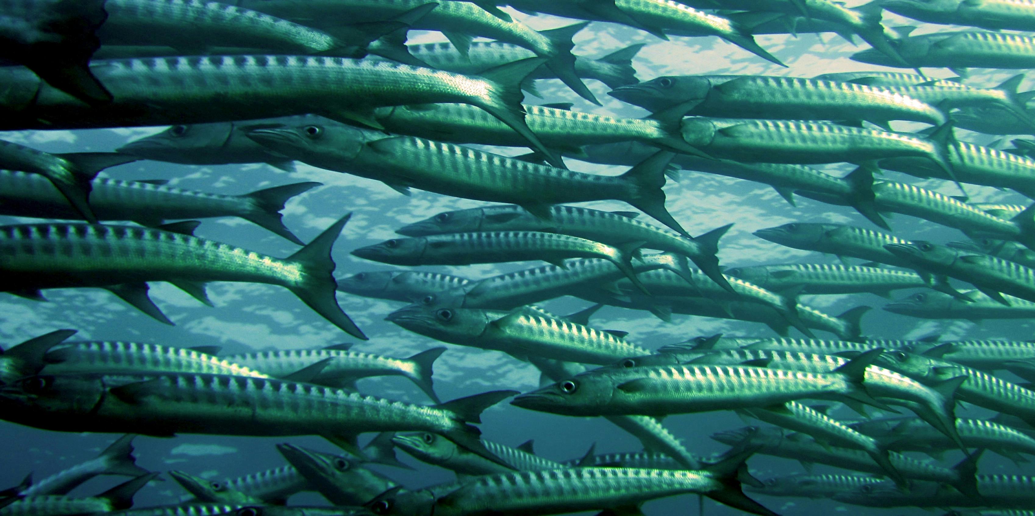 Whale Shark + Moalboal Sardines and Turtles