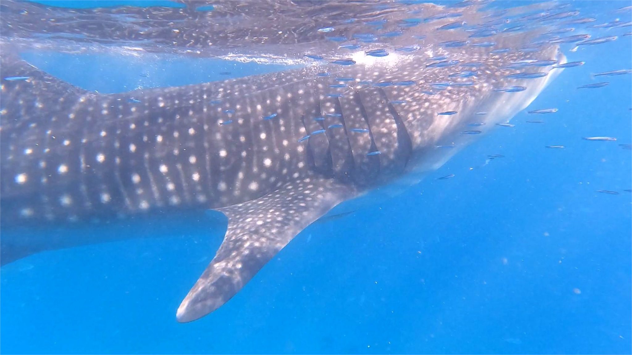 Up-close view of a whale shark during a responsible private tour at Oslob, Cebu
