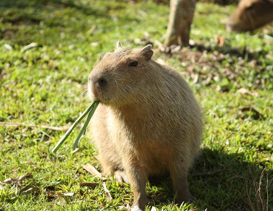 Guest photo — capybara encounter at Cebu Safari Adventure Park