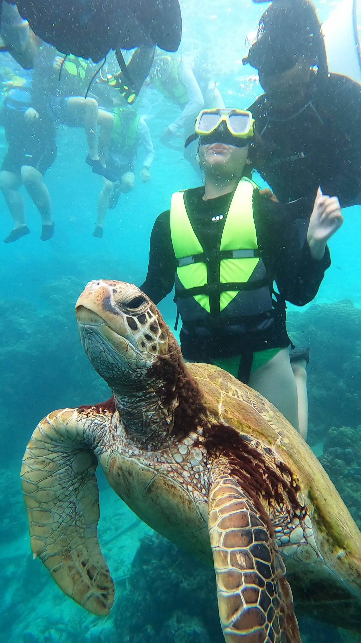 Guest photo — divers meeting a sea turtle, Cebu