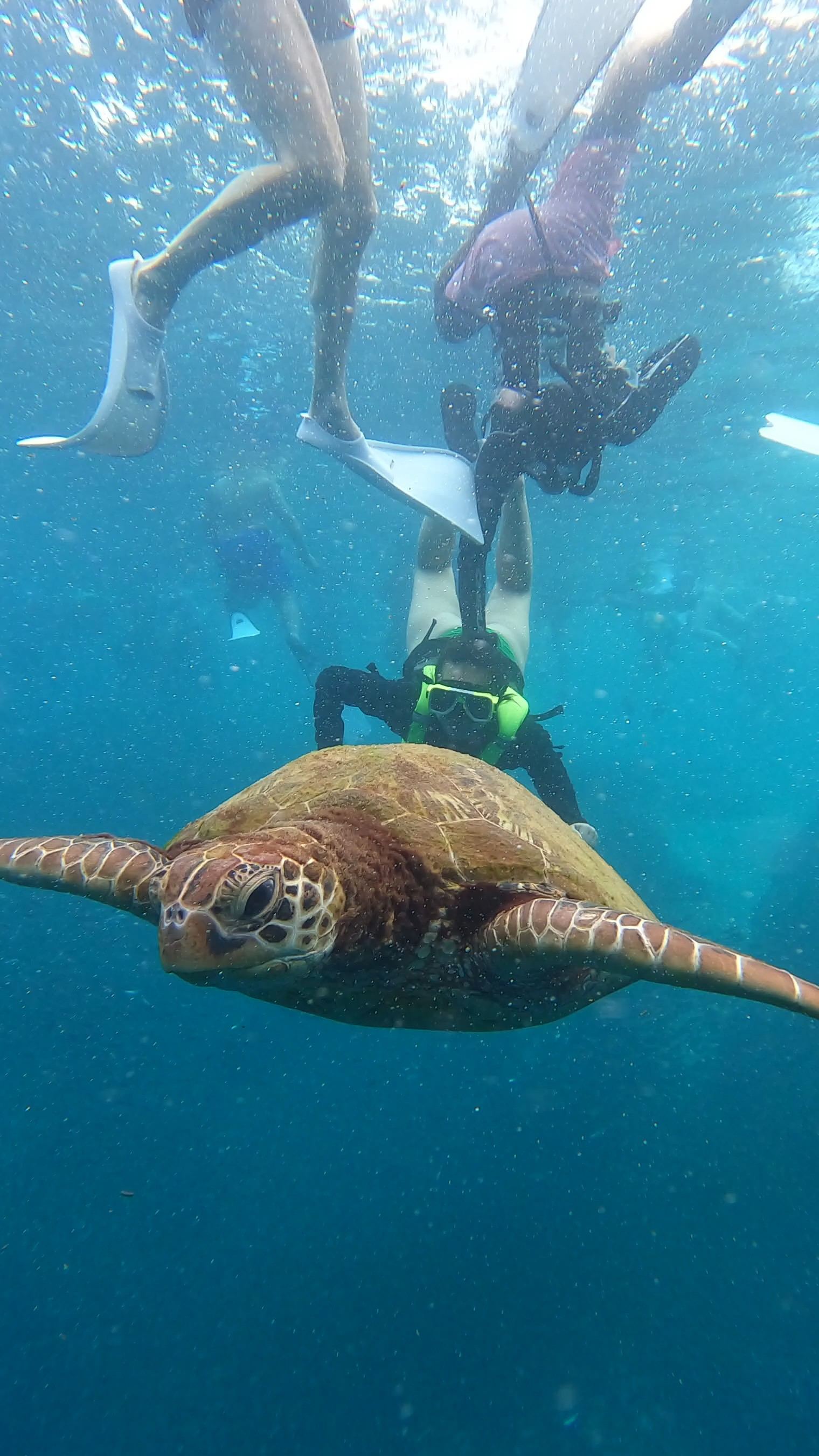 Guest photo — sea turtle swimming past divers, Cebu
