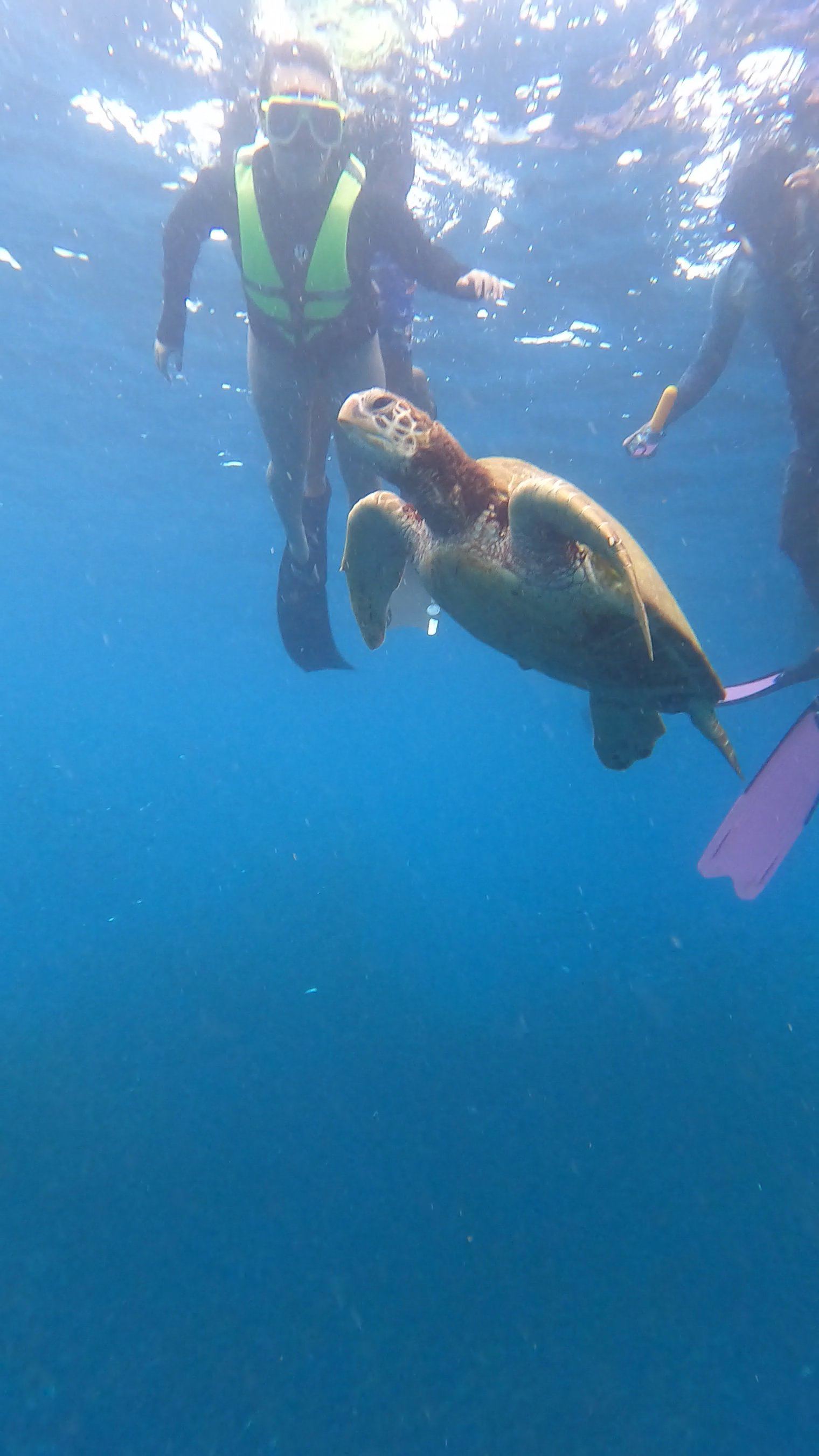 Guest photo — snorkeler face to face with a sea turtle, Cebu