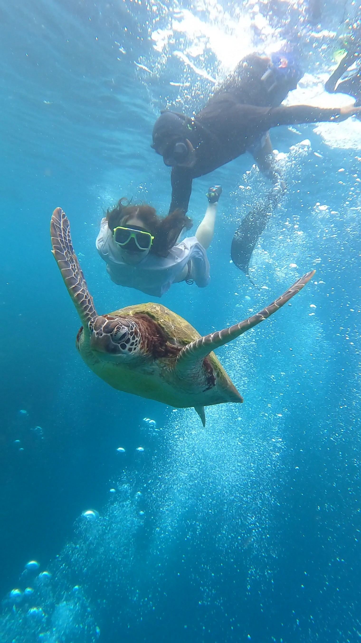 Guest photo — guest and sea turtle underwater, Cebu