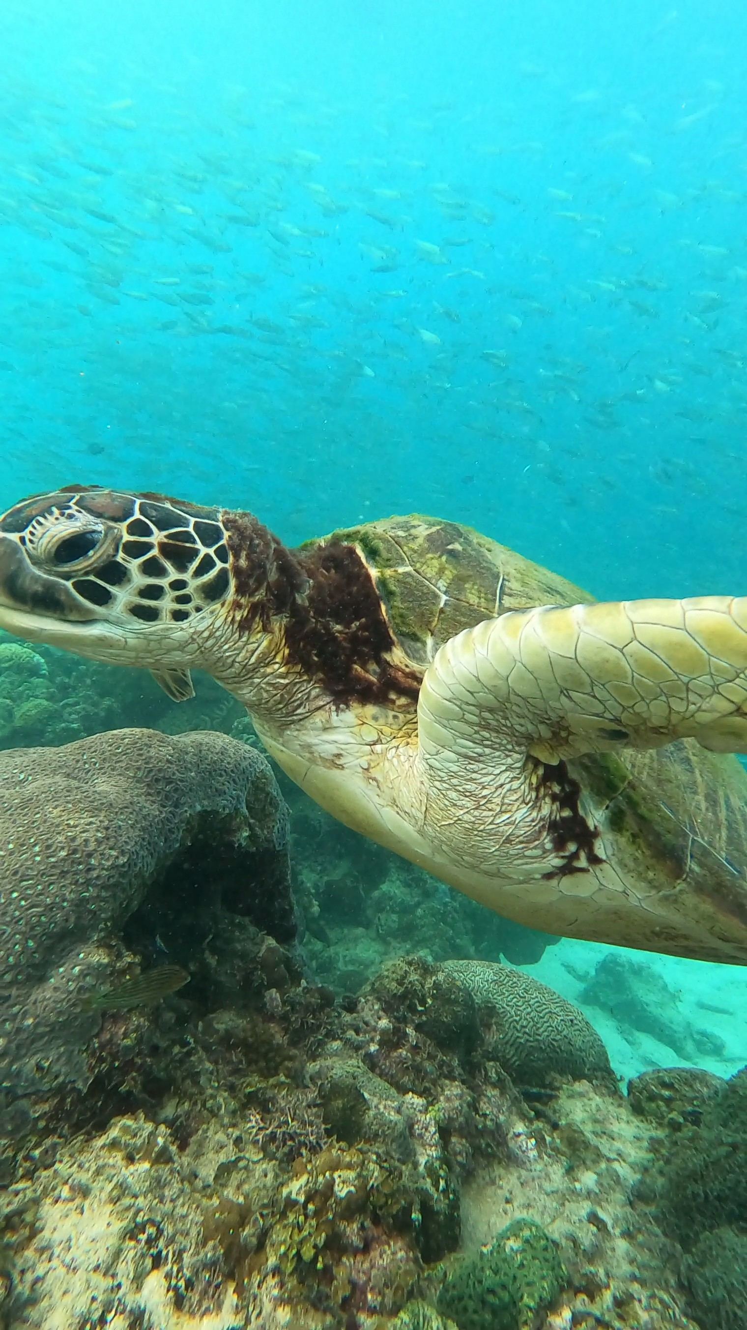 Guest photo — sea turtle close-up over the reef, Cebu