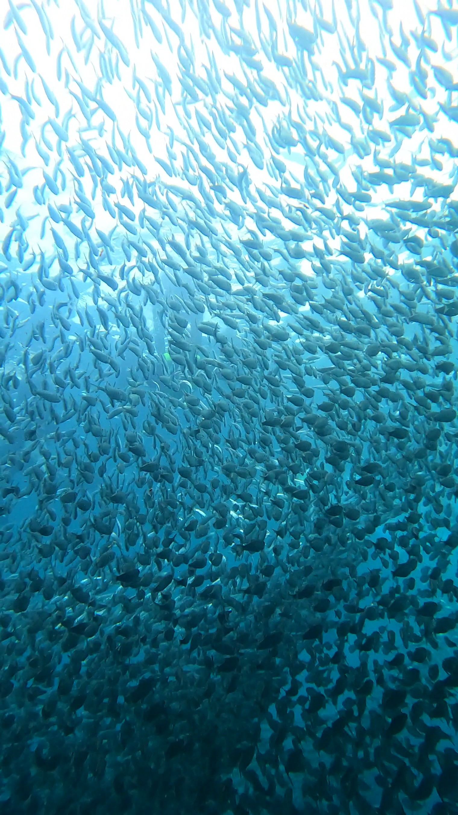 Guest photo — sardine run underwater, Cebu