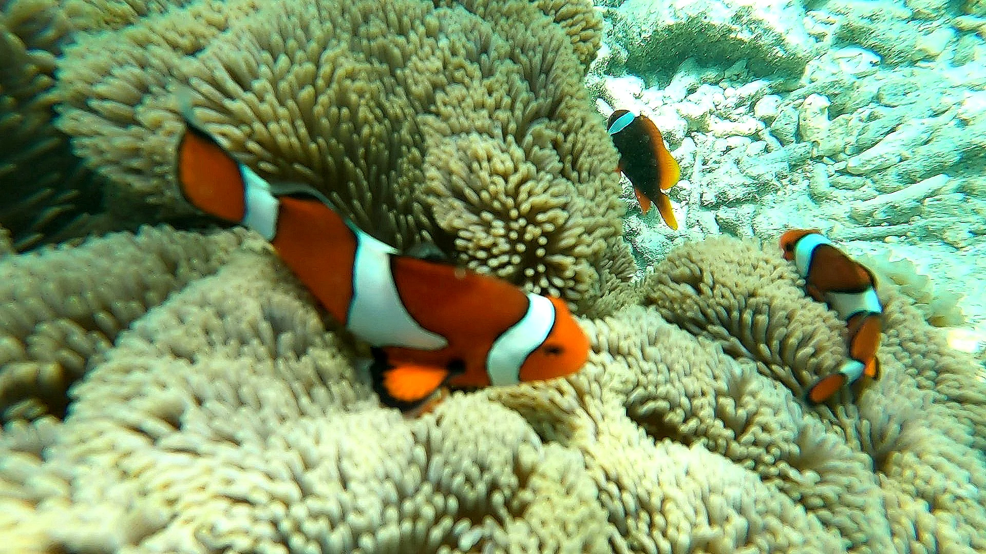 Clownfish and coral during a private Mactan island-hopping tour
