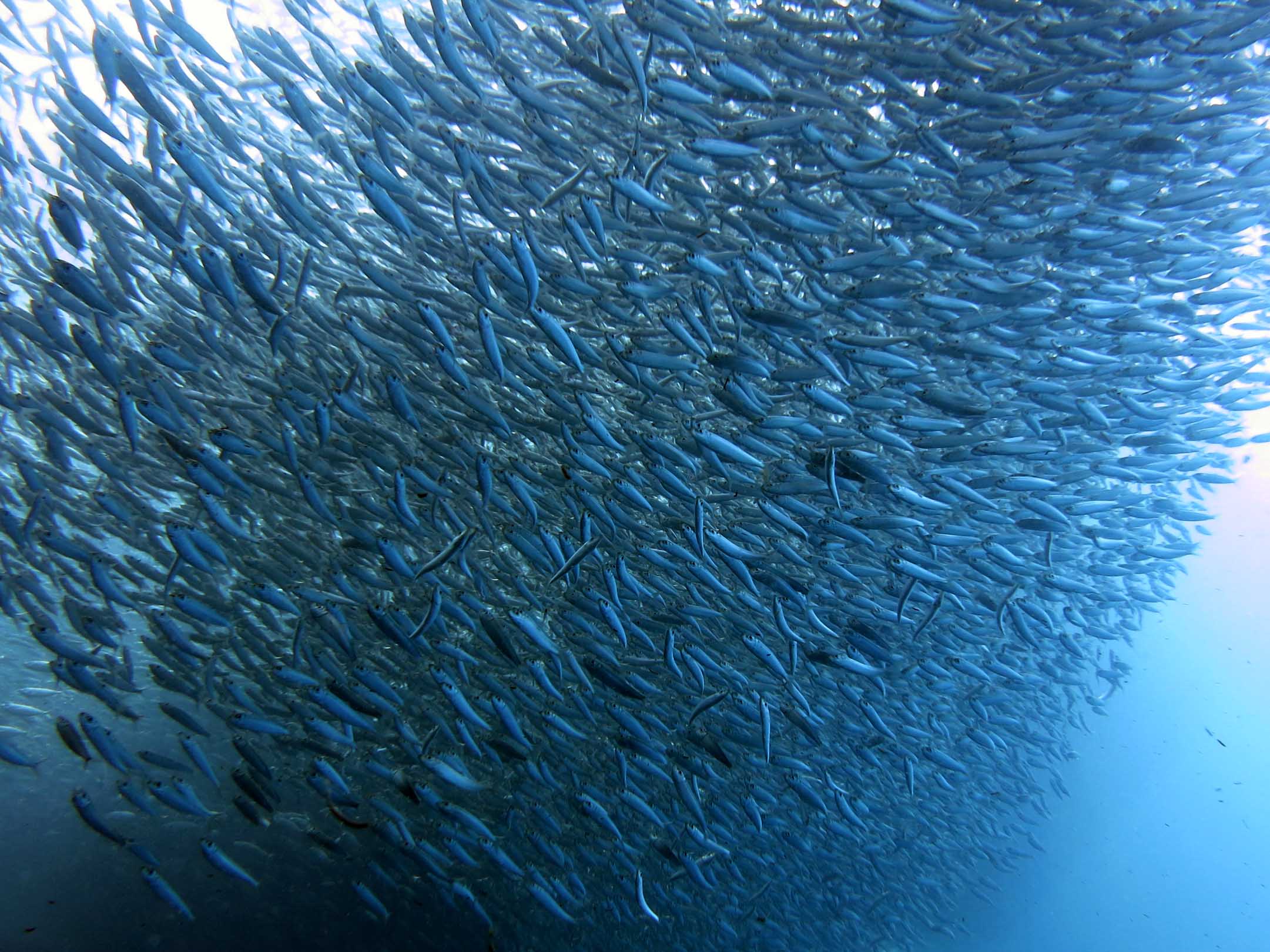 Real guest photo &mdash; Moalboal sardine run by Cebu OK Travel