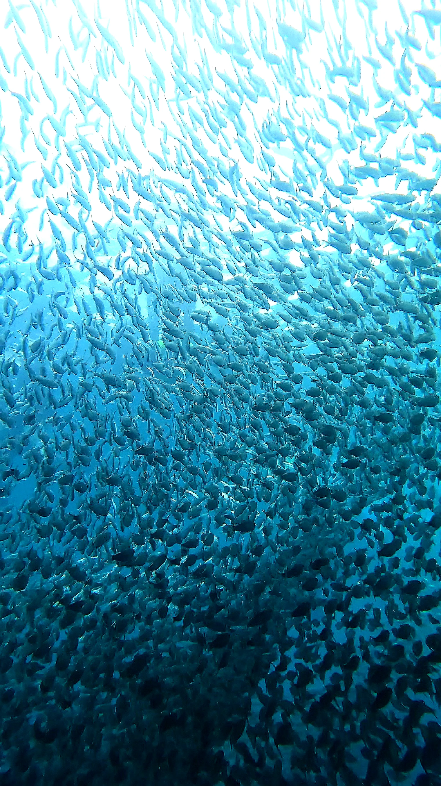 Thousands of sardines moving together during a Moalboal snorkeling tour