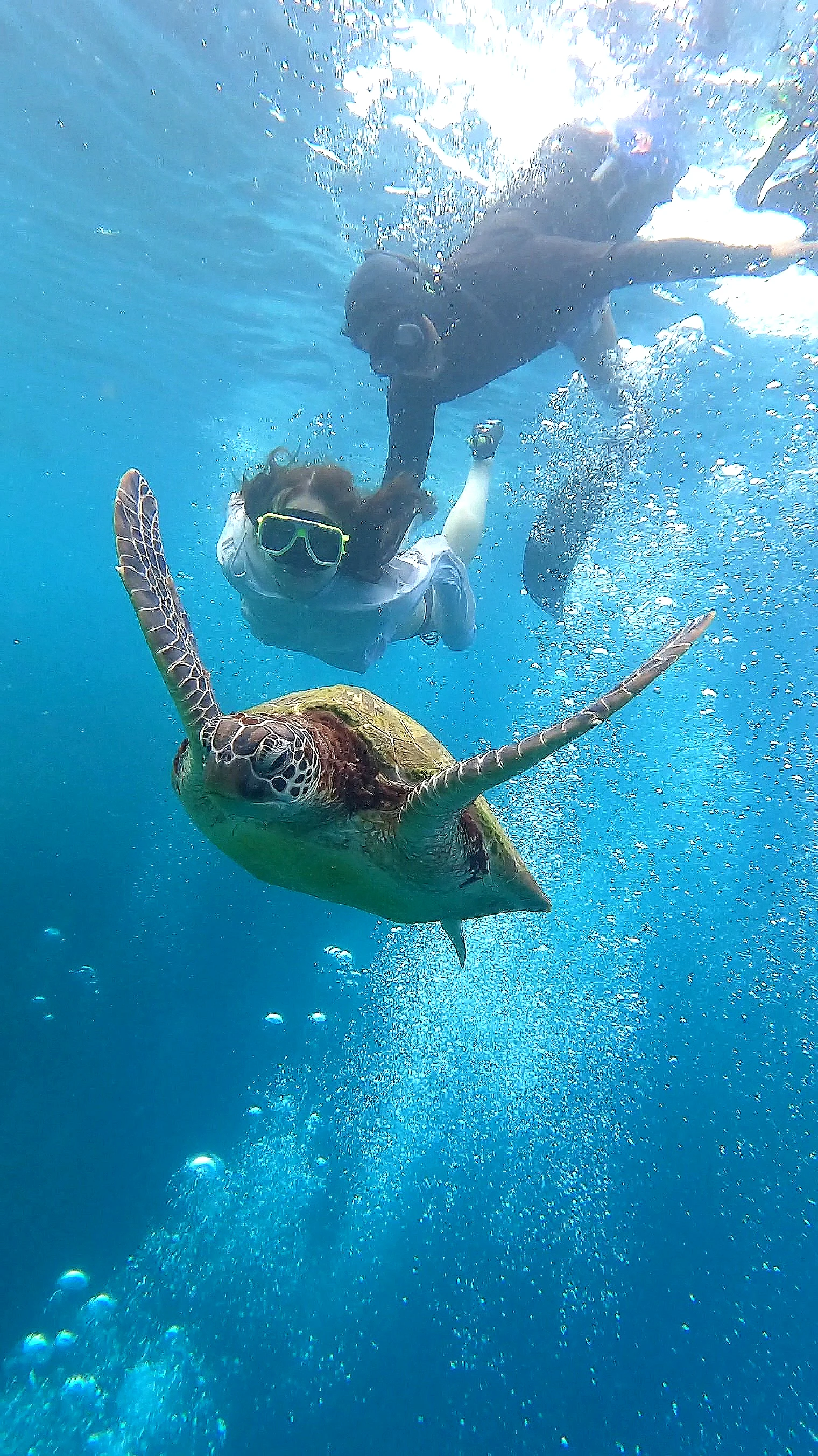 Sea turtle and snorkeler in the clear water of Moalboal