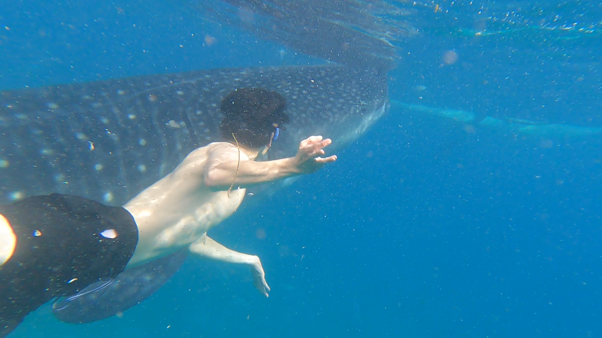 Oslob Whale Shark Private Tour from Cebu