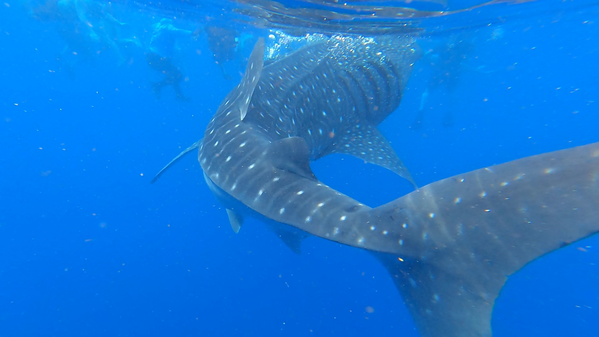 Guest photo — whale shark snorkeling at Oslob, Cebu