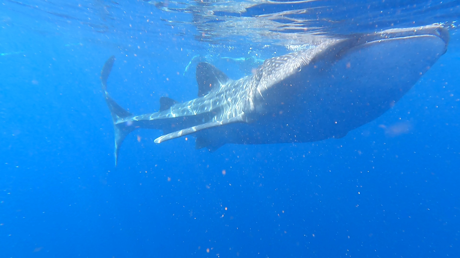 Guest photo — whale shark snorkeling at Oslob, Cebu