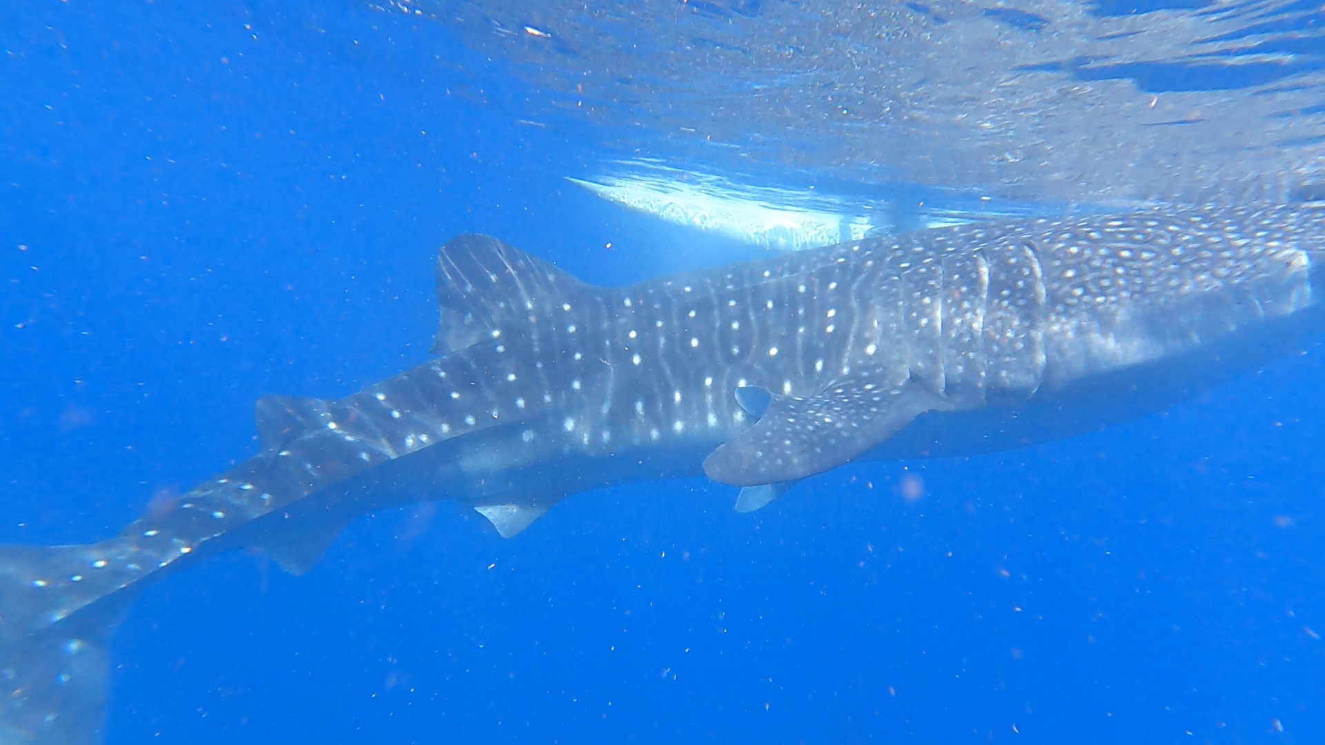 Guest photo — whale shark snorkeling at Oslob, Cebu