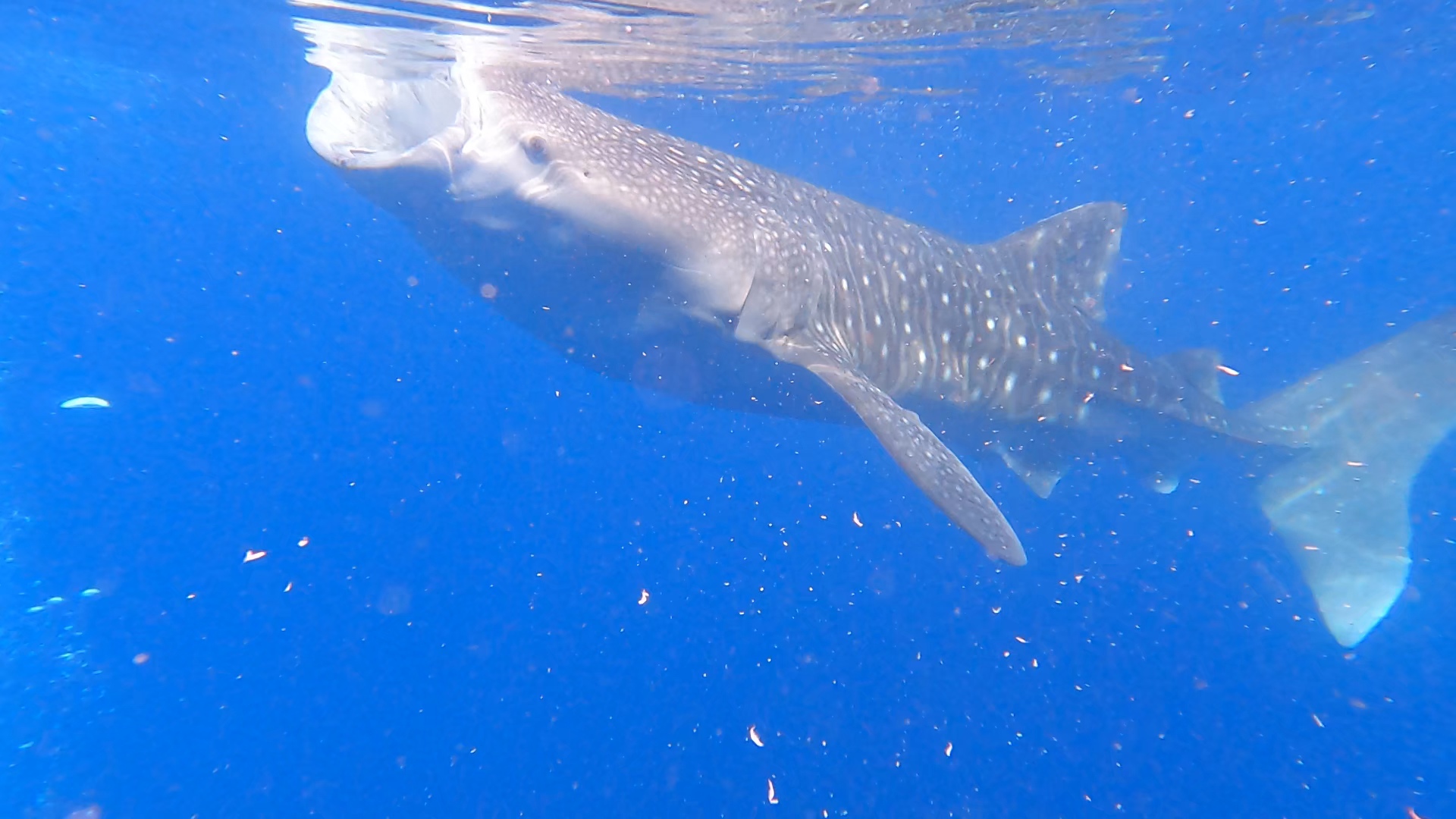 Guest photo — whale shark snorkeling at Oslob, Cebu