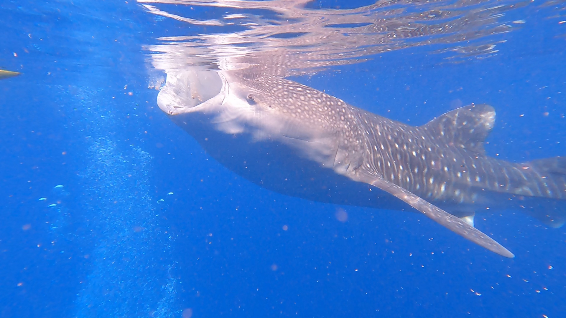 Guest photo — whale shark snorkeling at Oslob, Cebu