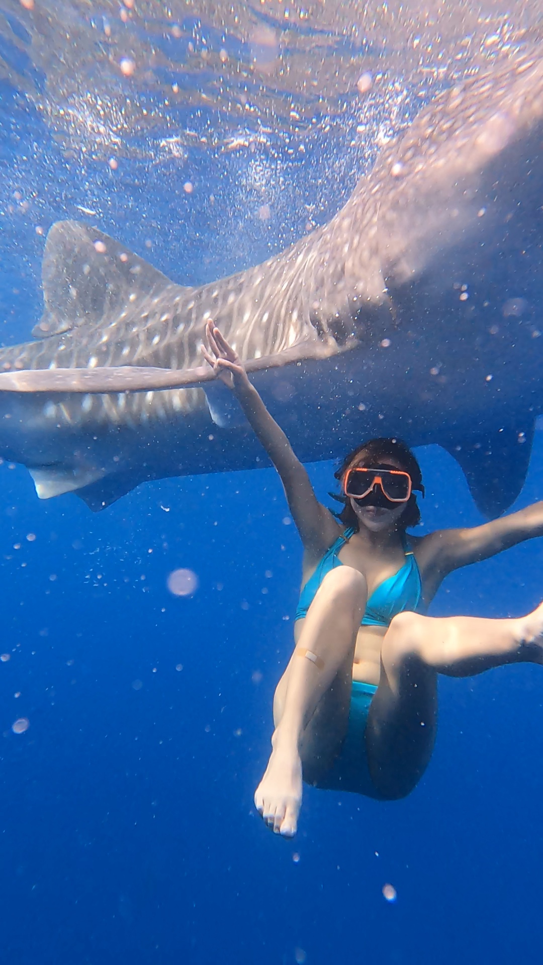 Guest photo — whale shark snorkeling at Oslob, Cebu