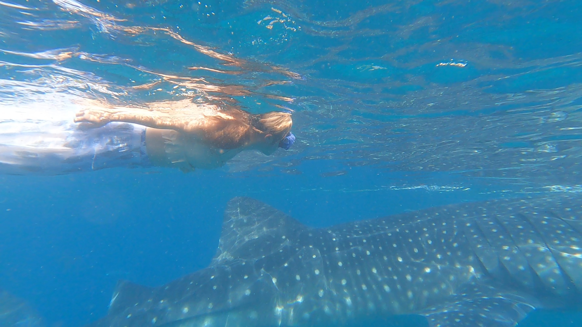 Guest photo — whale shark snorkeling at Oslob, Cebu