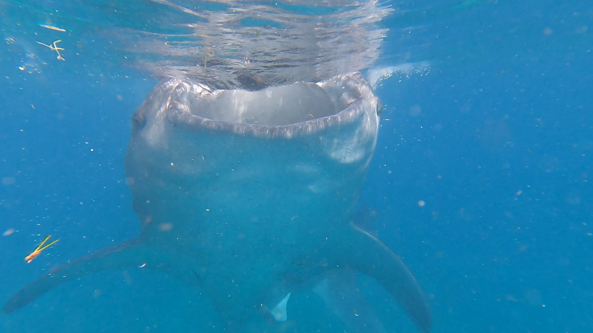 Guest photo — whale shark snorkeling at Oslob, Cebu