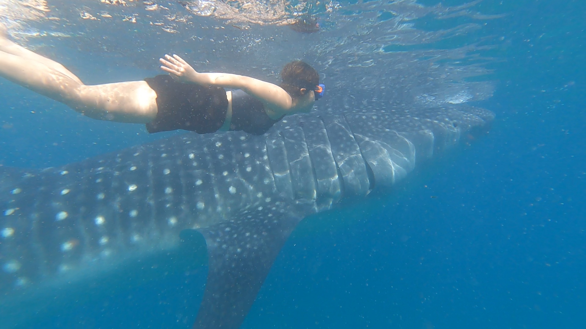 Guest photo — whale shark snorkeling at Oslob, Cebu