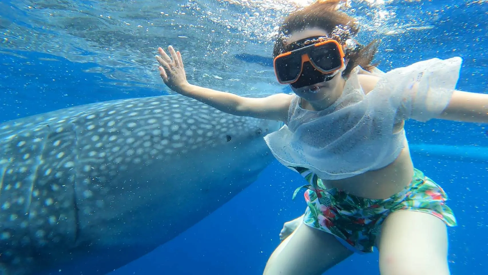 Guest snorkeling safely beside a whale shark in Oslob Cebu