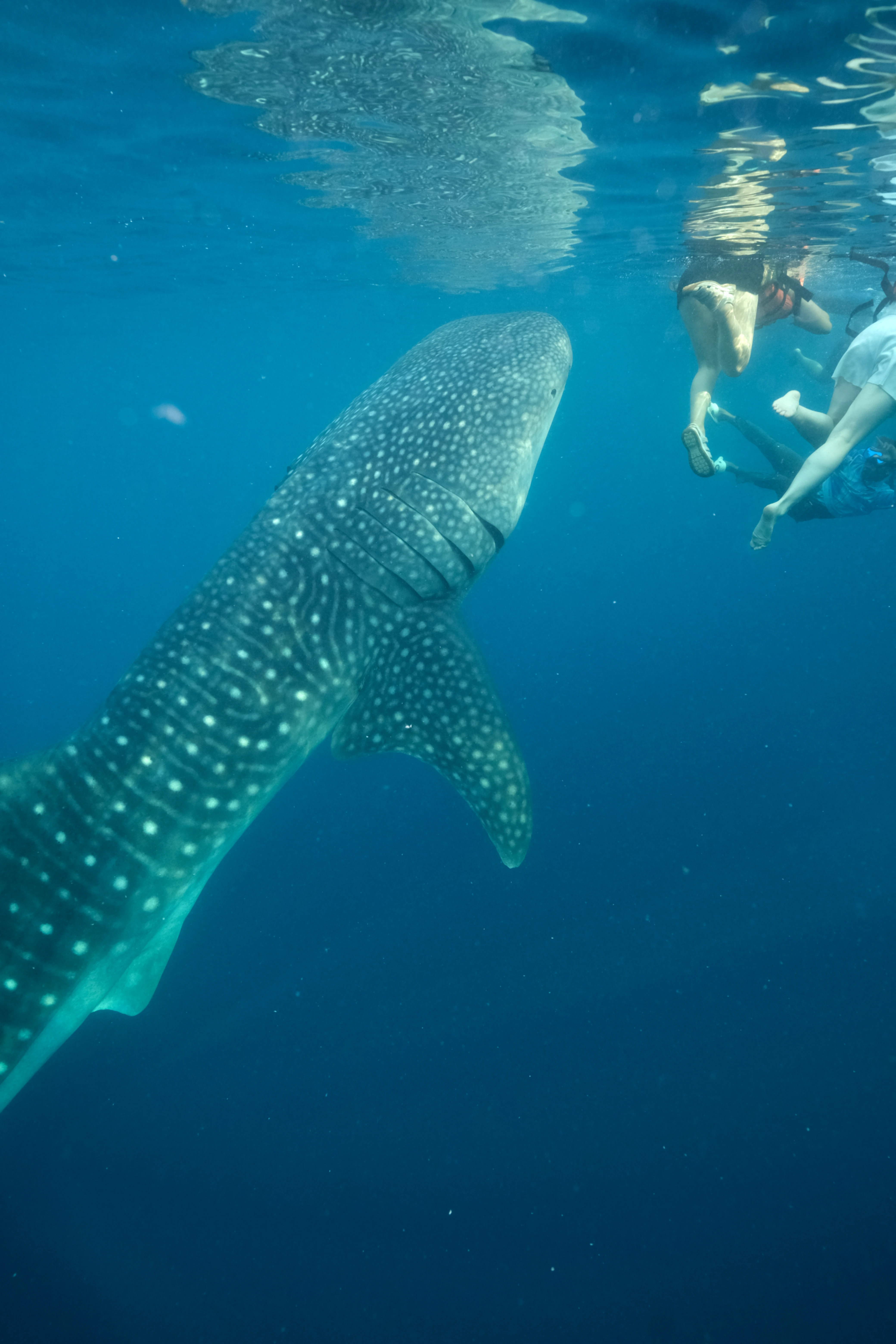 Oslob Whale Shark Private Tour from Cebu