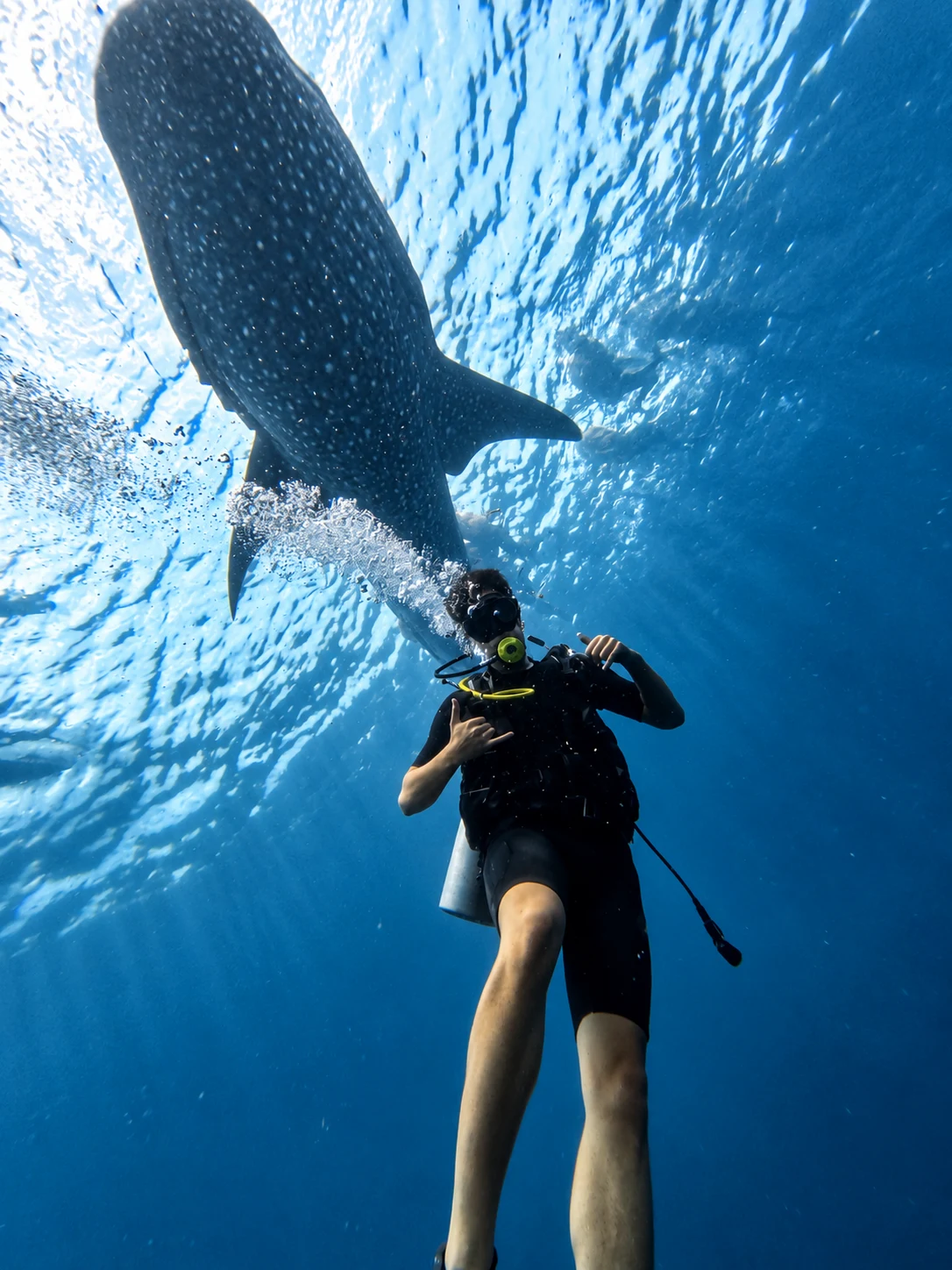Scuba diver swimming beneath a whale shark during an Oslob Cebu tour