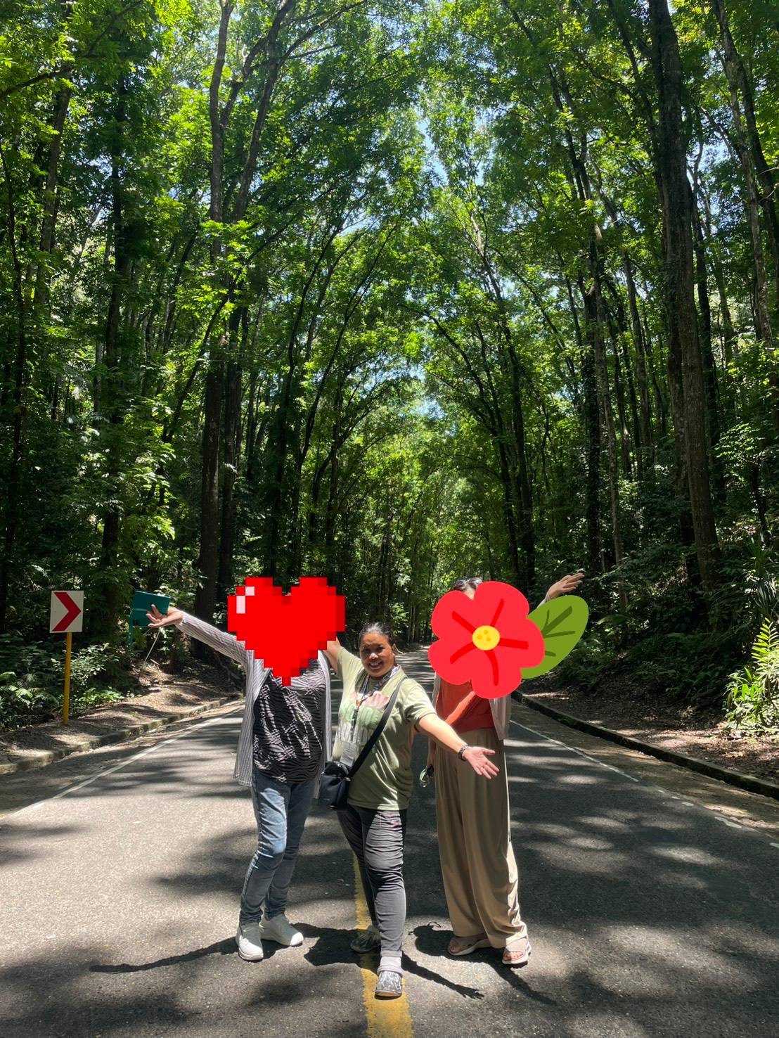 Cebu OK Travel guides at the Bohol Man-Made Forest tree tunnel
