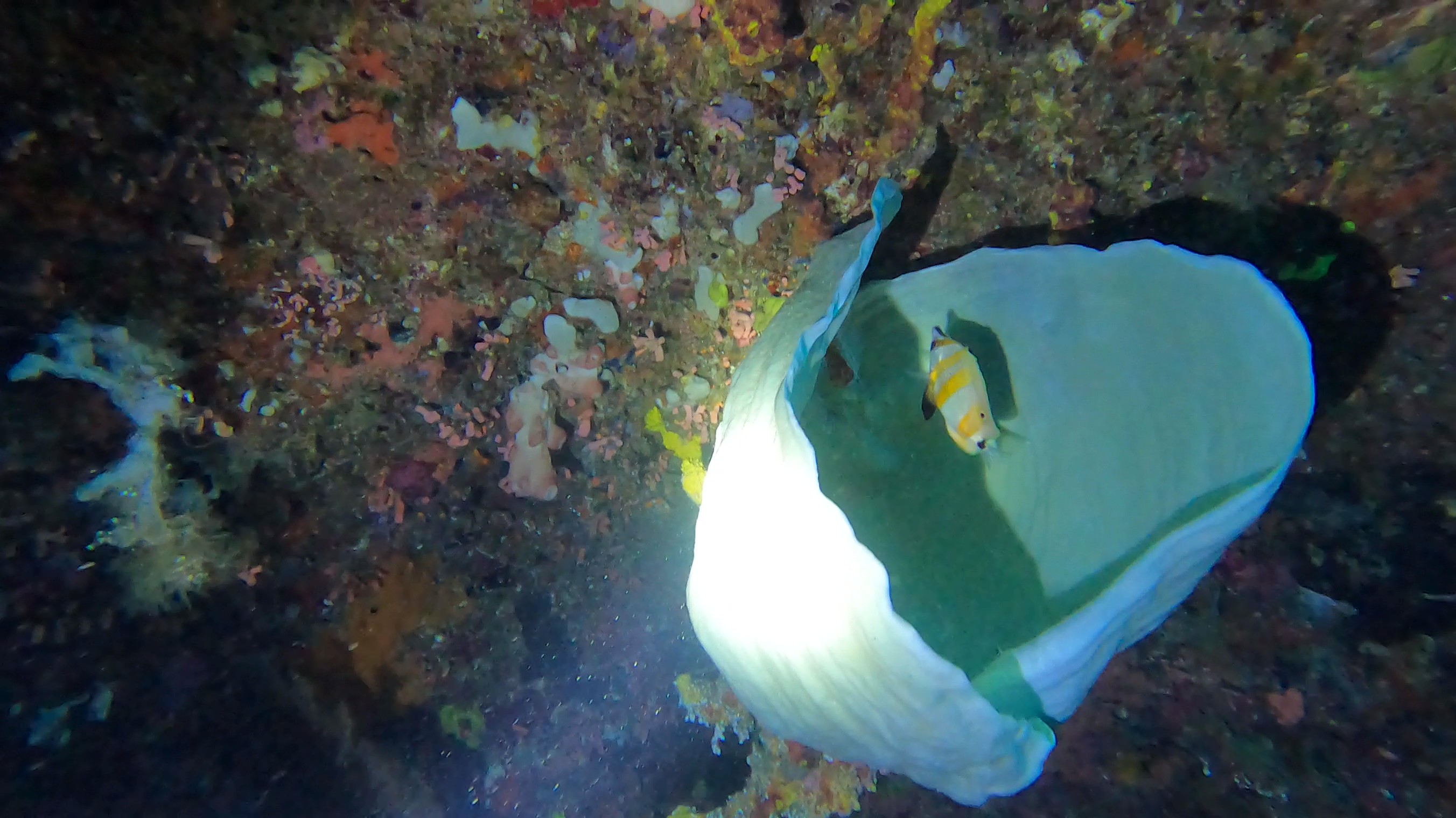 Guest photo — scuba diving tour from Cebu
