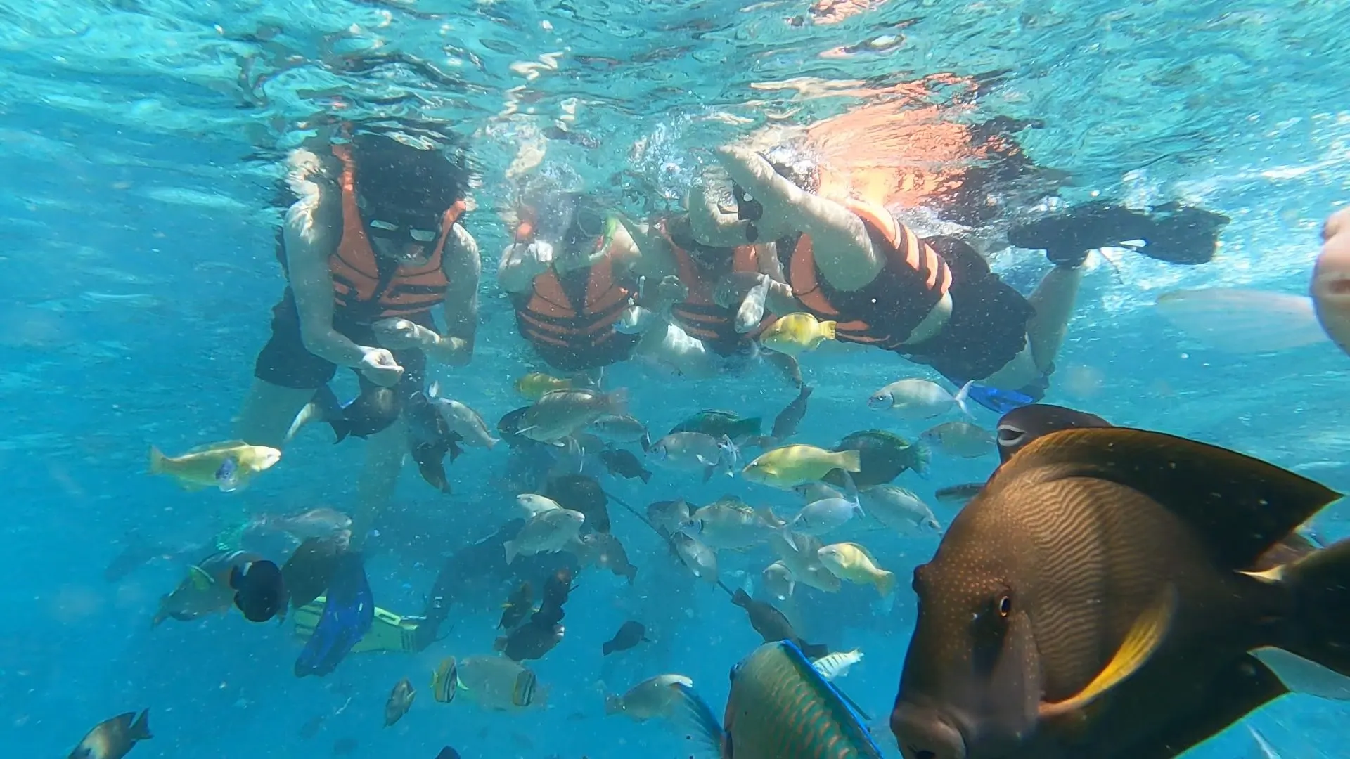 Oslob Whale Shark + Sumilon Island Private Tour