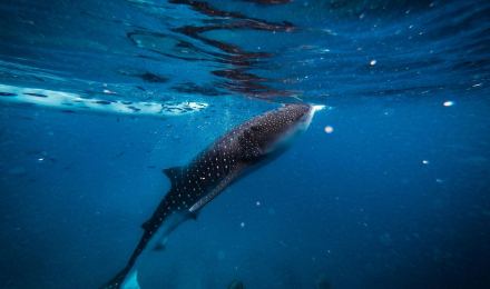 Oslob Whale Shark Guide